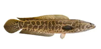 Snakehead - (Channa argus) ILLEGAL IN USA!
