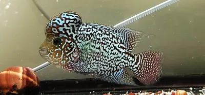 King Kamfa Flowerhorn King Kamfa Flowerhorn