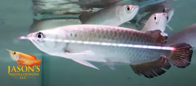 Jardini Arowana - (Scleropages jardinii) Jardini Arowana - (Scleropages jardinii)