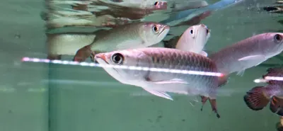 Jardini Arowana - (Scleropages jardinii)