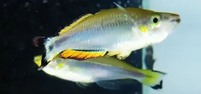 Madagascar Rainbowfish - (Bedotia madagascariensis)