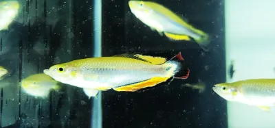 Madagascar Rainbowfish - (Bedotia madagascariensis)