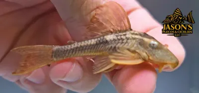 L137 Blue Eyed Red Fin Pleco - (Hypostomus soniae)