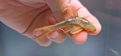 L137 Blue Eyed Red Fin Pleco - (Hypostomus soniae)