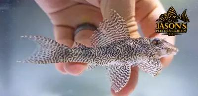 L260 Queen Arabesque Pleco - (Hypancistrus sp.)