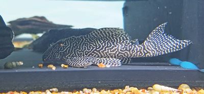L260 Queen Arabesque Pleco - (Hypancistrus sp.)