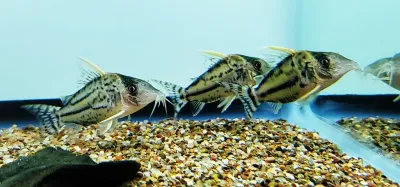 Pretty Cory - (Corydoras pulcher)