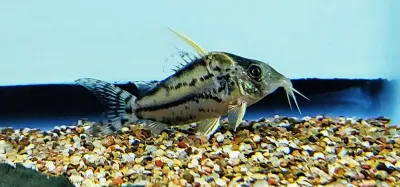 Pretty Cory - (Corydoras pulcher) Pretty Cory - (Corydoras pulcher)