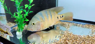 Mayan Cichlid - (Mayaheros urophthalmus)