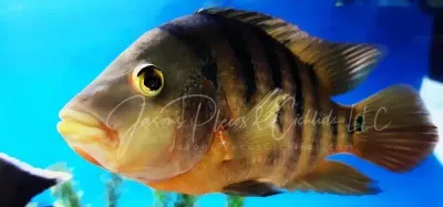 Mayan Cichlid - (Mayaheros urophthalmus)