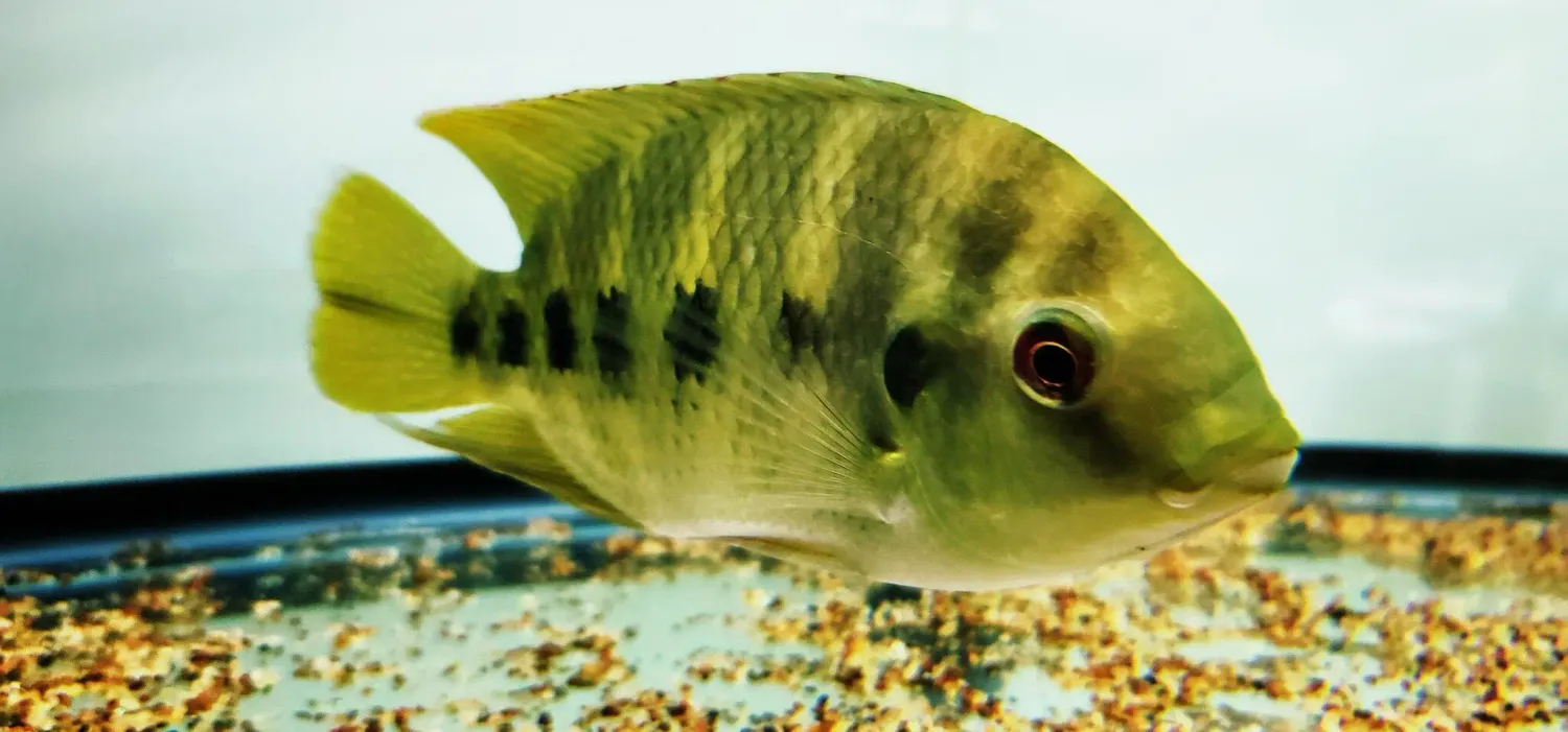 Spotted Tilapia - (Pelmatolapia cf mariae)