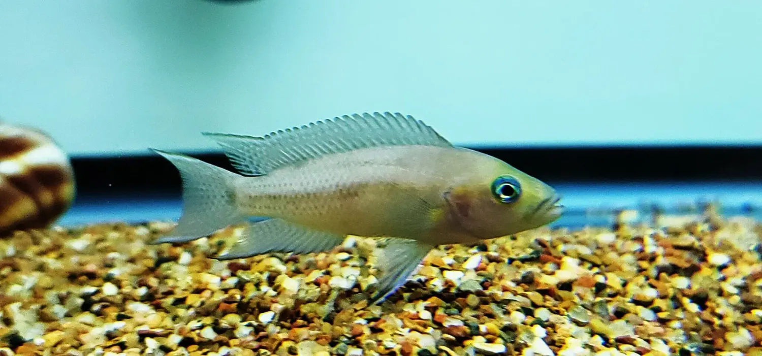 Neolamprologus cygnus