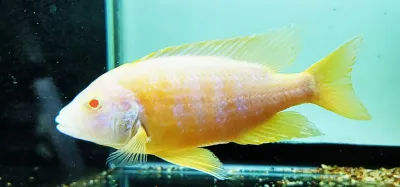 Albino Ruby Red Peacock - (Aulonocara sp. Maleri)
