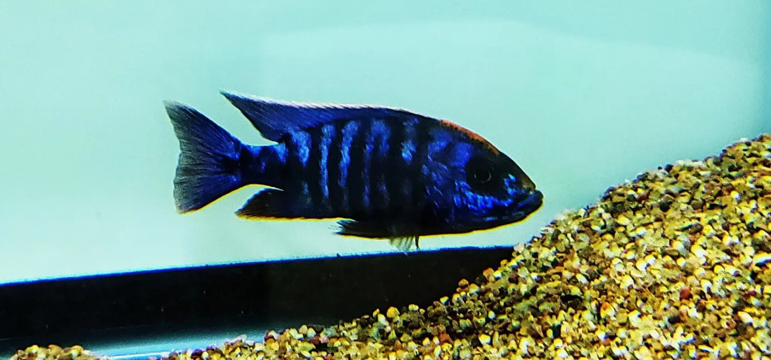 Apache Peacock Cichlid - (Aulonocara sp.)