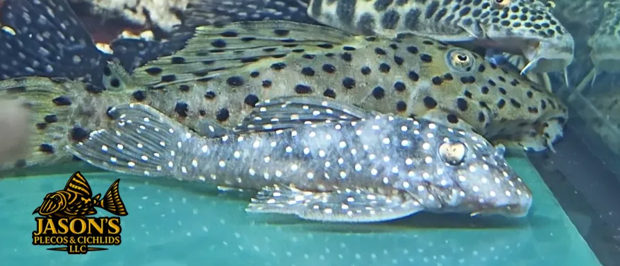 L004 Angelicus Pleco - (Hypancistrus sp.)