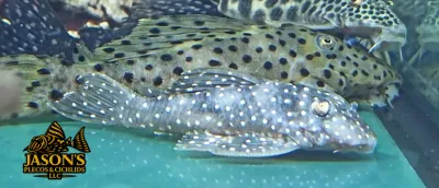 L004 Angelicus Pleco - (Hypancistrus sp.)