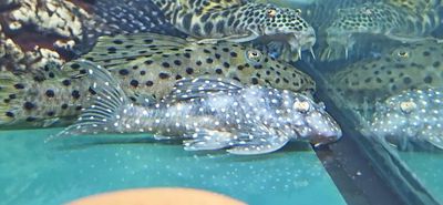 L004 Angelicus Pleco - (Hypancistrus sp.)