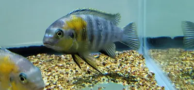 Tropheops sp. Red Cheek Tropheops sp. Red Cheek