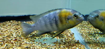 Tropheops sp. Red Cheek