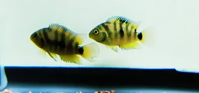 Honduran Red Point Cichlid - (Cryptoheros sp.) Honduran Red Point Cichlid - (Cryptoheros sp.)