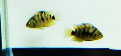 Honduran Red Point Cichlid - (Cryptoheros sp.)