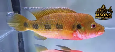 Banded Jewelfish - (Hemichromis Fasciatus)