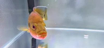 Banded Jewelfish - (Hemichromis Fasciatus)