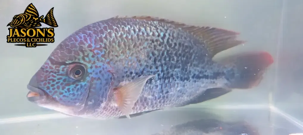 Tailbar Cichlid - (Vieja Hartwegi)