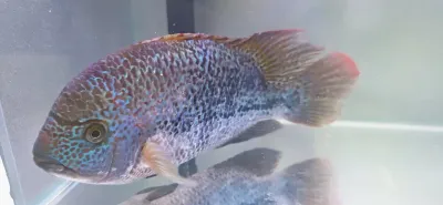 Tailbar Cichlid - (Vieja Hartwegi)