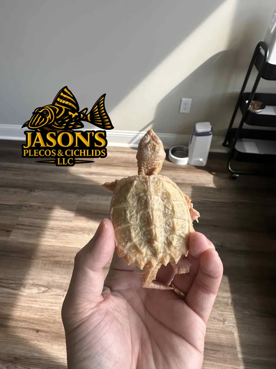 Albino Common Snapping Turtle - (Chelydra serpentina)