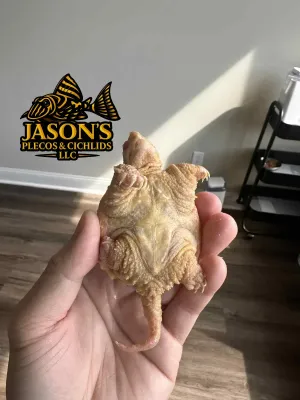 Albino Common Snapping Turtle - (Chelydra serpentina)