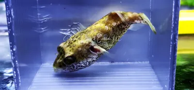 Mekong River Puffer - (Pao cf. palustris)