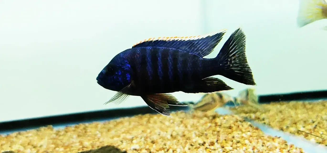 Chilumba Peacock Cichlid - (Aulonocara sp.)