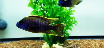 Lwanda Peacock Cichlid - (Aulonocara sp.)