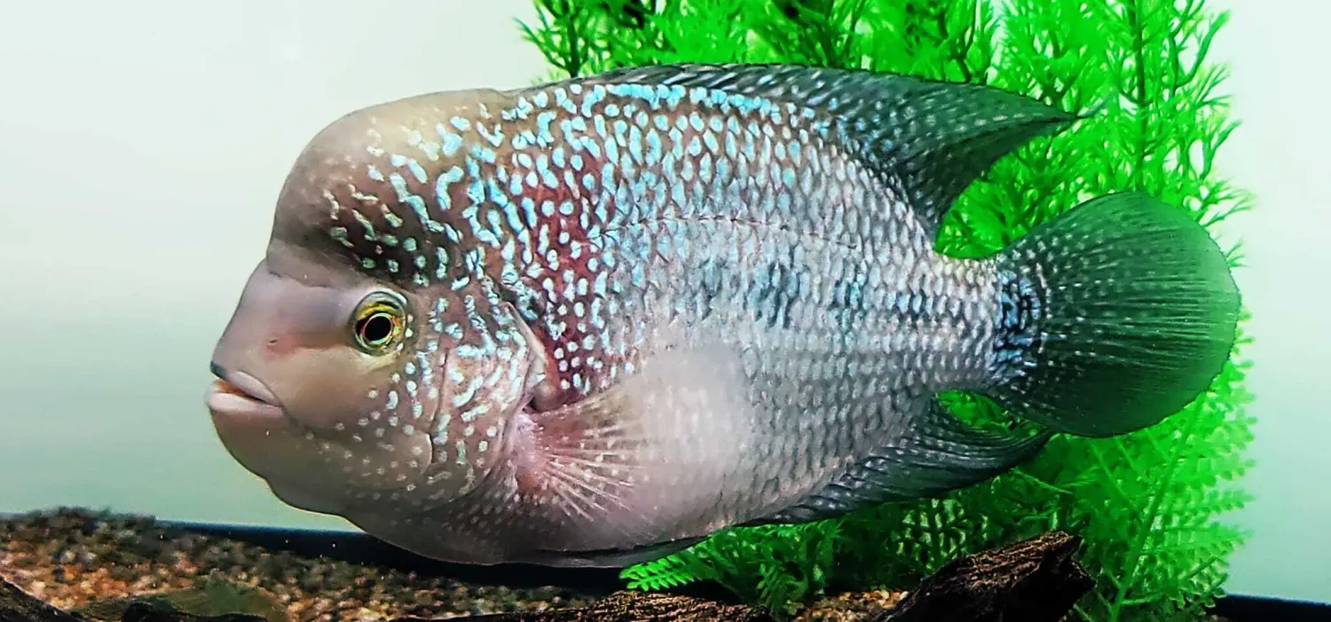 Flowerhorn - (Unkown Type)