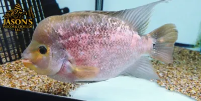Flowerhorn x Midas Hybrid