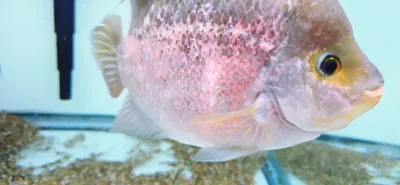 Flowerhorn x Midas Hybrid