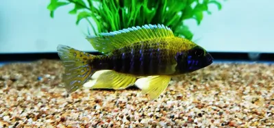 Yellow Benga Peacock/Sunshine Peacock - (Auloncara baenschi) Yellow Benga Peacock/Sunshine Peacock - (Auloncara baenschi)