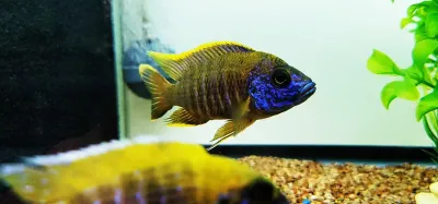 Yellow Benga Peacock/Sunshine Peacock - (Auloncara baenschi)