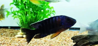 Blue Regal Peacock Cichlid - (Aulonocara sp.)