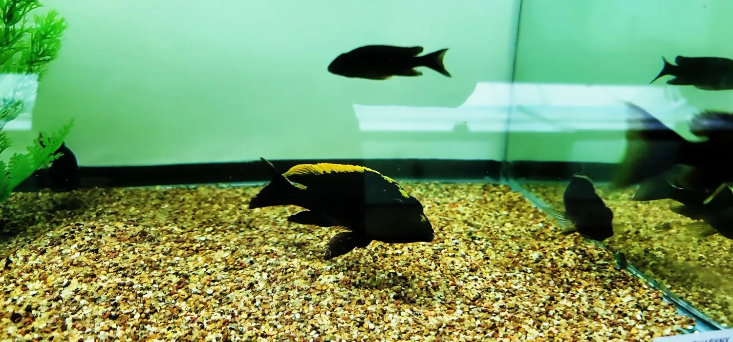 Black Orange Dorsal - (Otopharynx Lithobates) Breeding Colony