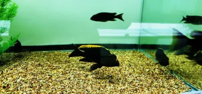 Black Orange Dorsal - (Otopharynx Lithobates) Breeding Colony