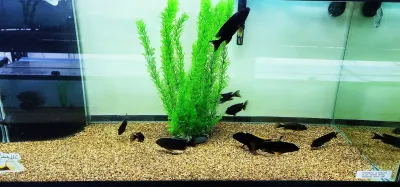 Black Orange Dorsal - (Otopharynx Lithobates) Breeding Colony
