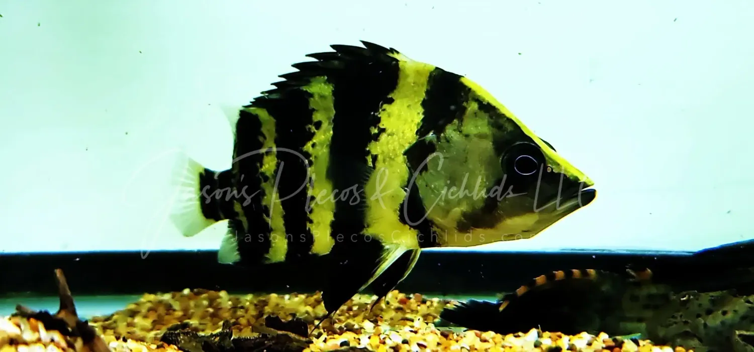 New Guinea Datnoid/NGT Datnoid - (Datnioides campbelli)