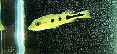 Brokopondo Peacock Bass - (Cichla cf. ocellaris brokopondo) Brokopondo Peacock Bass - (Cichla cf. ocellaris brokopondo)