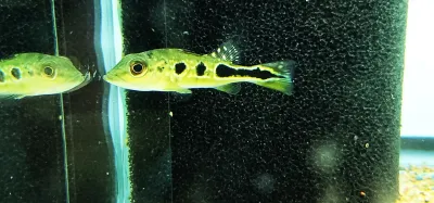 Brokopondo Peacock Bass - (Cichla cf. ocellaris brokopondo)