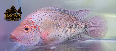 Nautla cichlid - (Hericthys Deppi)