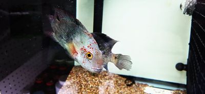Nautla cichlid - (Hericthys Deppi) - Breeding Pair