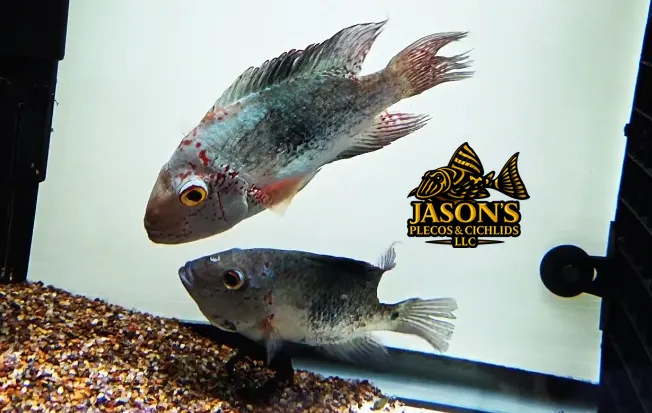Nautla cichlid - (Hericthys Deppi) - Breeding Pair