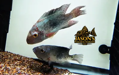 Nautla cichlid - (Hericthys Deppi) - Breeding Pair
